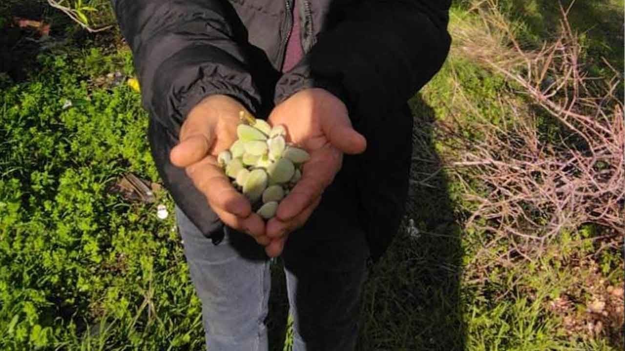 Mersin’de kış ortasında bahar mucizesi!