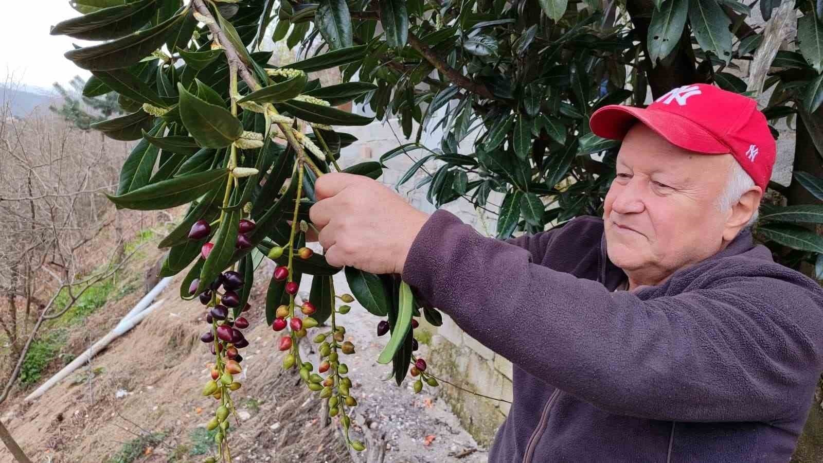 Mevsimler Şaştı, Giresun’da Ağaçlar Baharı Yaşadı