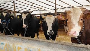 Muğla’da şap alarmı: 11 mahalle resmen karantinaya alındı!