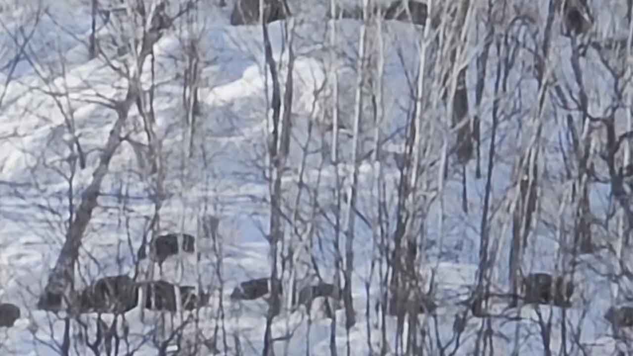 Munzur’un beyaz örtüsünde hayatta kalma mücadelesi! Aç kalan dev sürü karlı dağları birbirine kattı