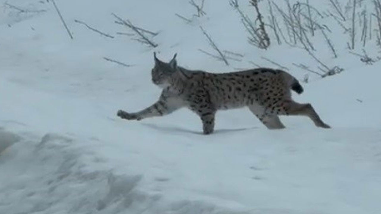 Nadir görülen anlar kamerada!