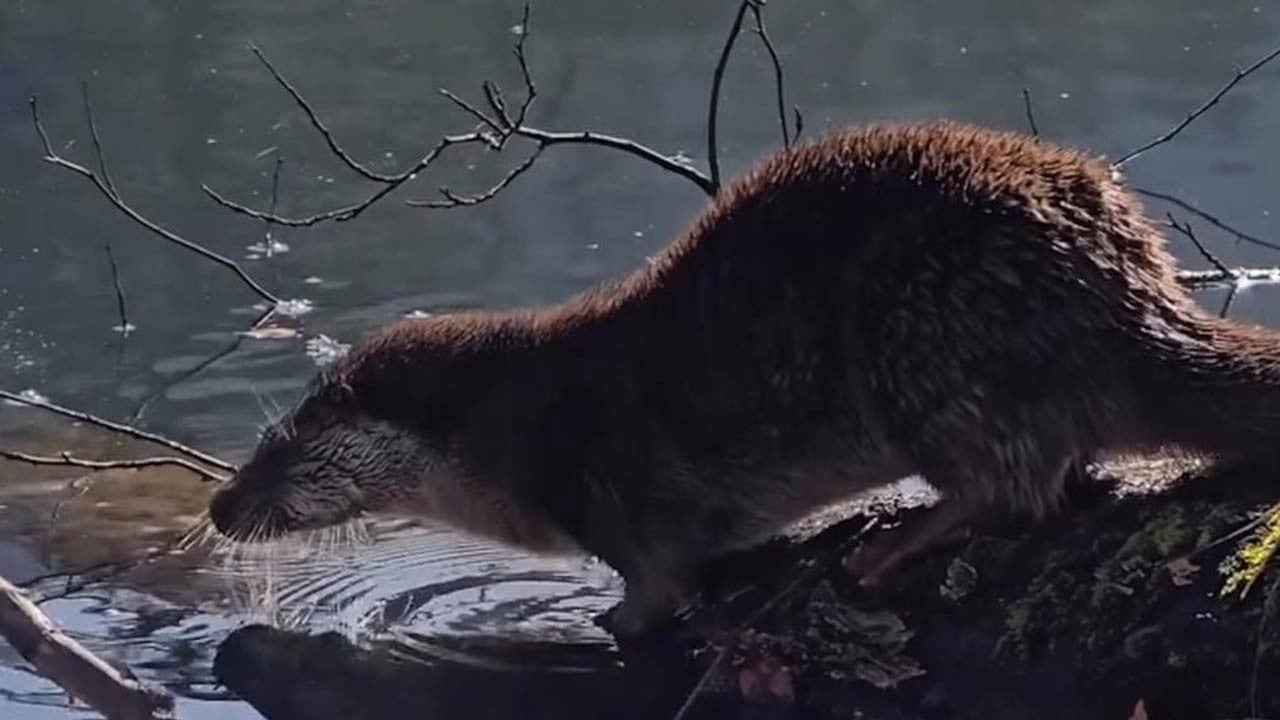Nesli tükenme tehlikesi altında... Bolu'da görüntülendi