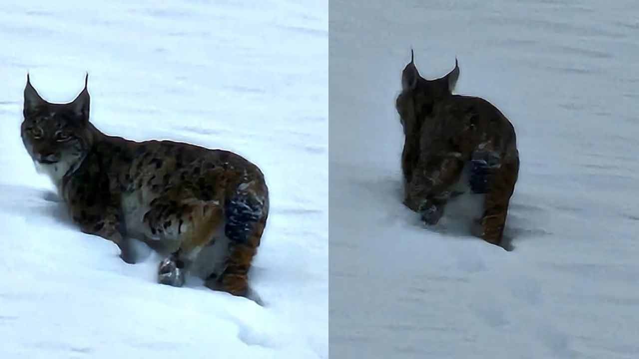 Nesli tükenme tehlikesinde: Hizan'da görüldü!