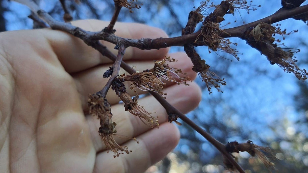 O ilimizde kayısı çiçeklerini don vurdu