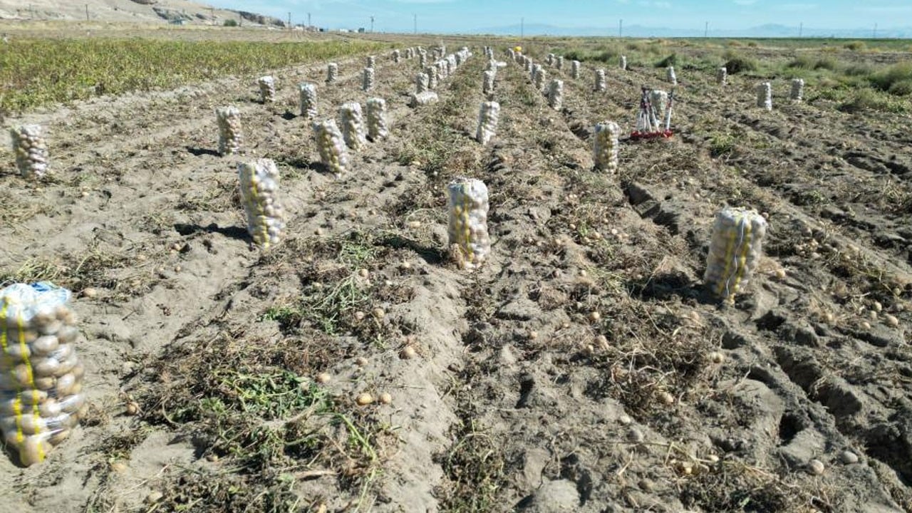 O ilimizde patates hasadı başladı