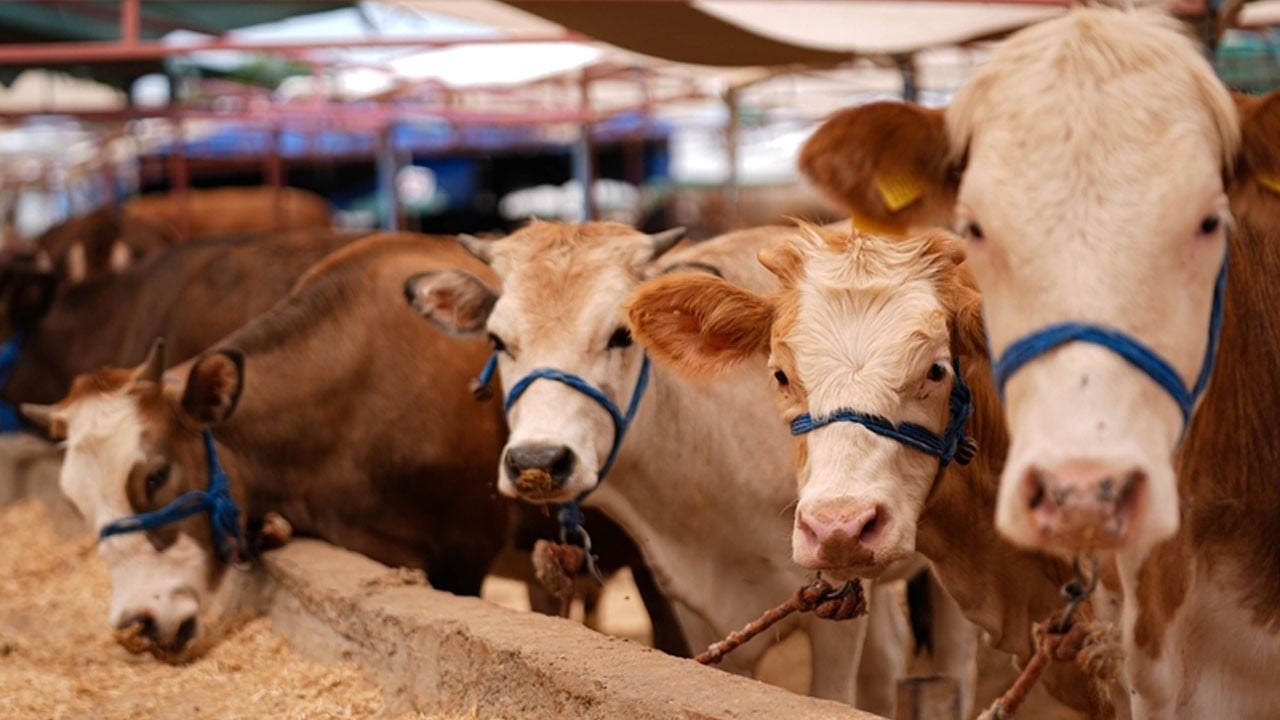 O ilimizde şap alarmı! İki mahalle karantinaya alındı