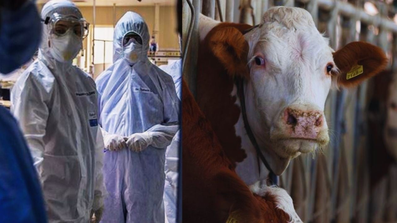 O şehirde Deli Dana vakası görüldü