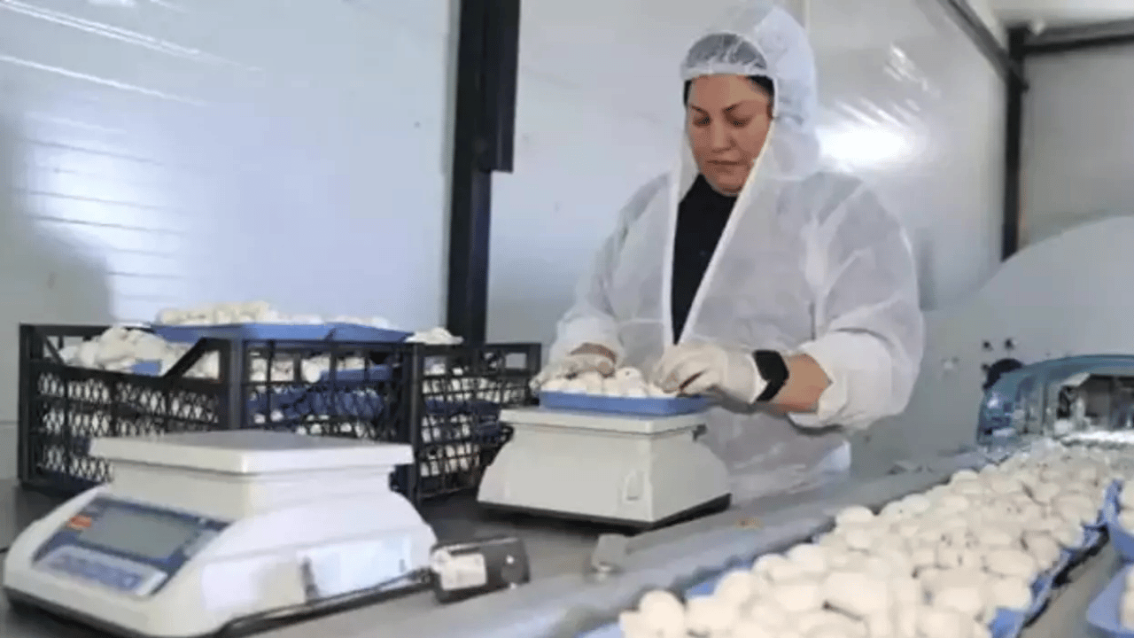 Öğretmenliği bırakıp devlet desteğiyle tesis kurdu: Ayda 60 ton üretiyor…