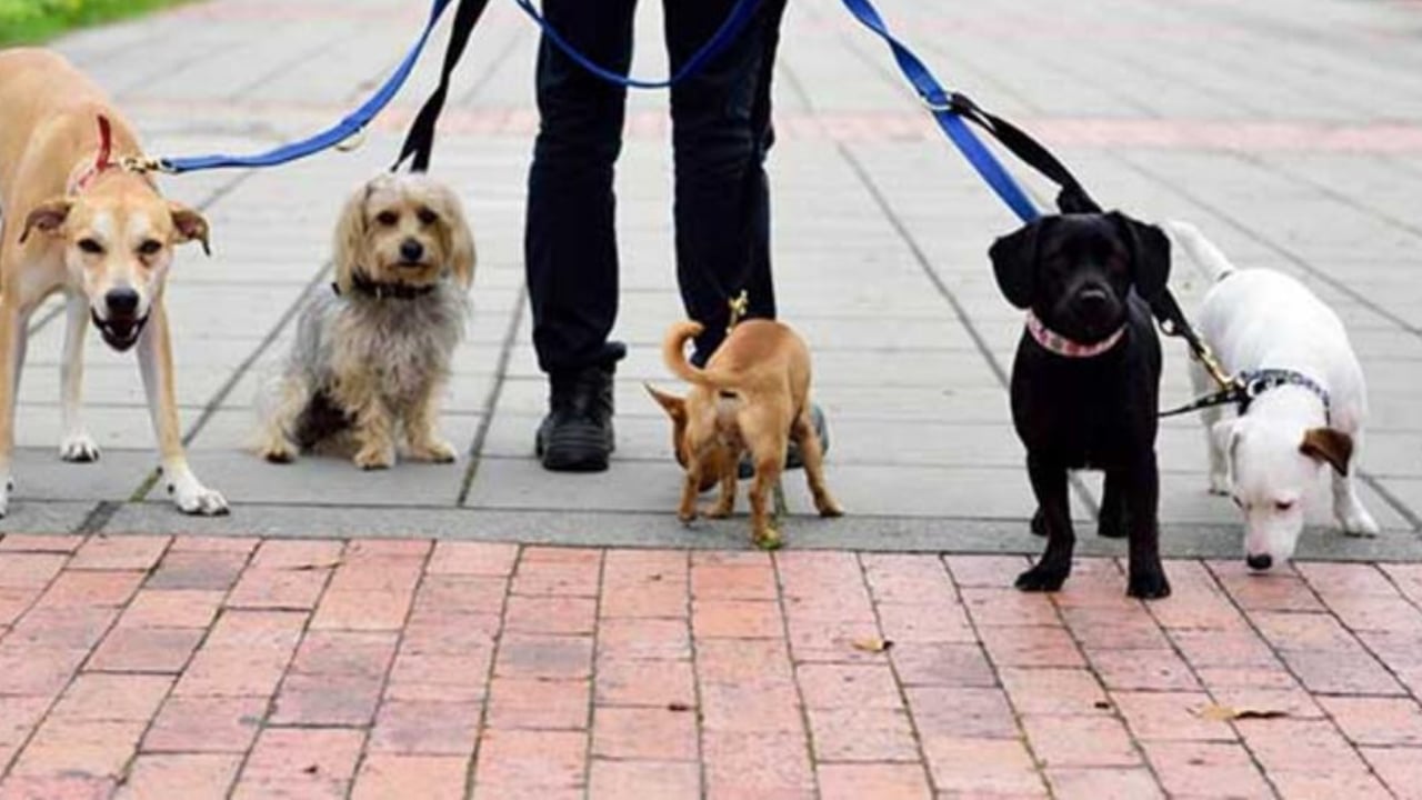 "Okumayın, zengin semtinde iş kovalayın" sözleri gündem oldu: Etiler’de köpek gezdirerek servet kazanıyor