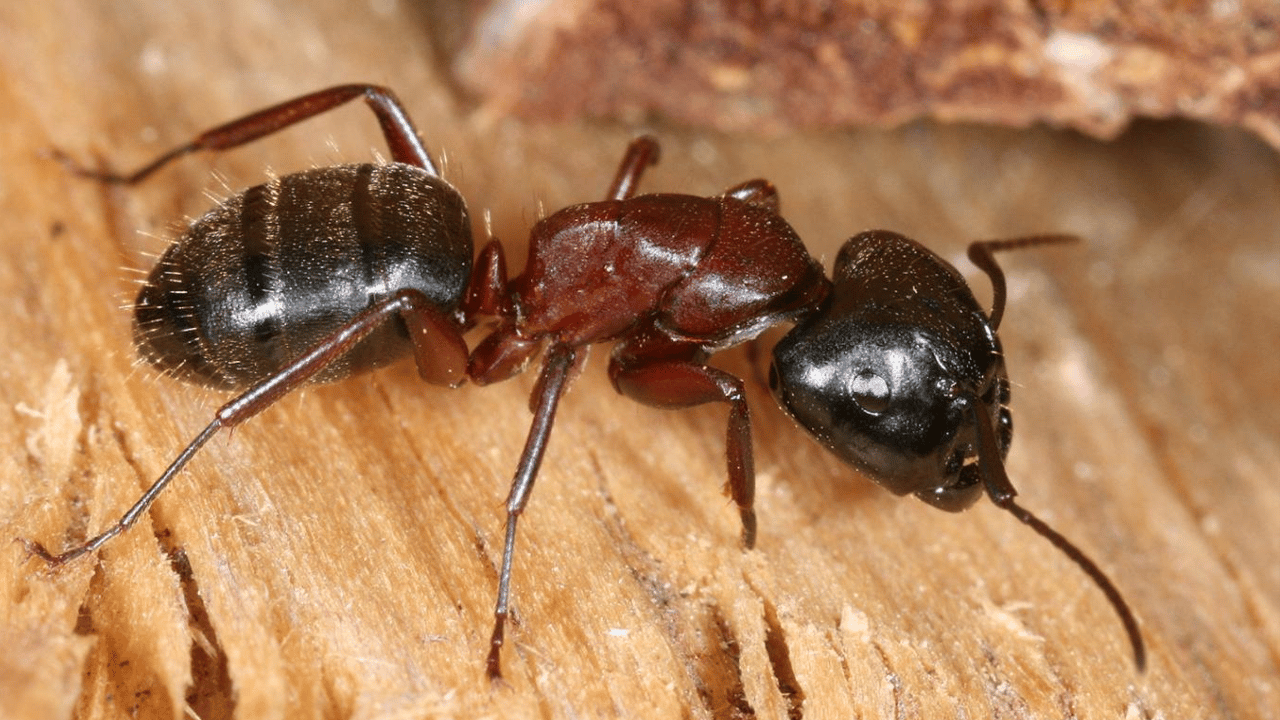 Ölmek için yalvaran karınca! Nedeni şaşırtıcı