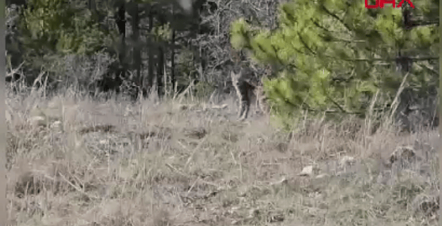 'Ormanın hayaleti' Tosya'da ortaya çıktı! Koruma altındaki vaşak cep telefonuyla görüntülendi!