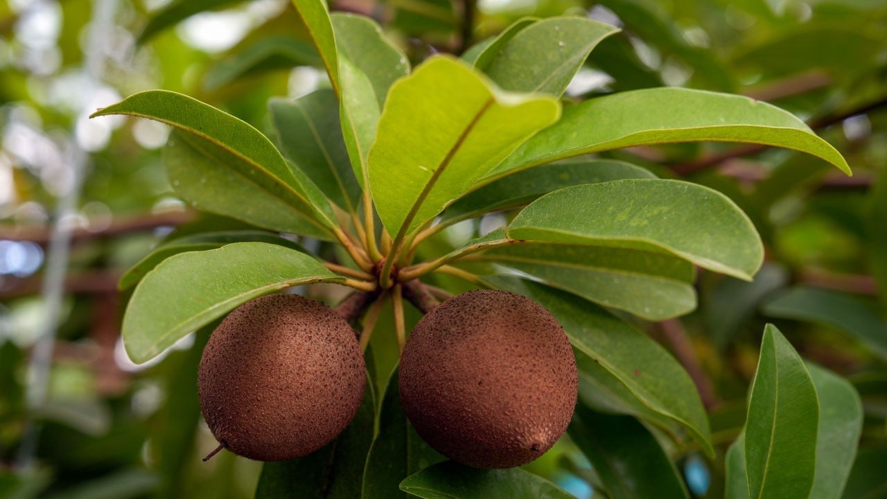 Pitaya, mango, litchi… 8 tropikal çeşit Milli Çeşit Listesi’ne girdi