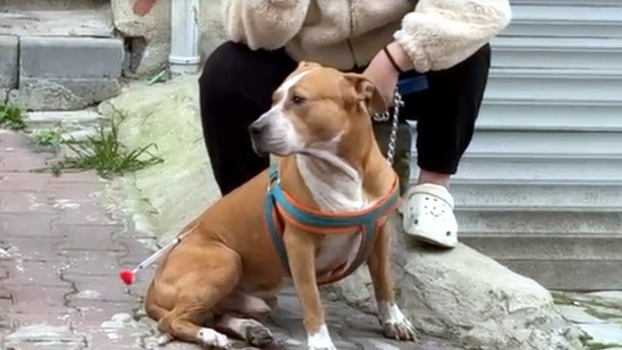 ‘Reis’i ağır yaraladı! Tekirdağ'da pitbull dehşeti