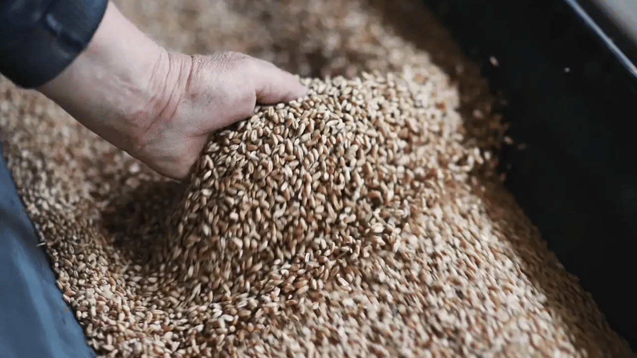 Rus buğdayı, Ermenistan'a gönderildi