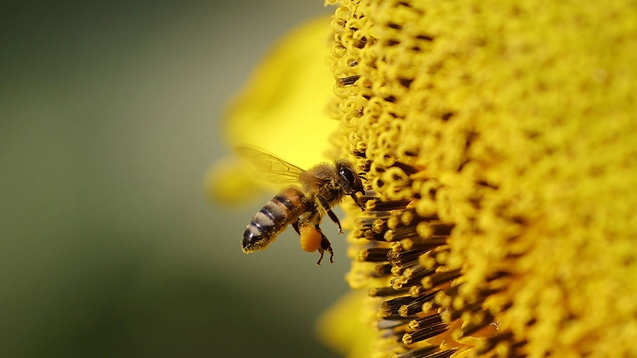 Sadece bakım yapmak istemişti! Boğazından arı soktu, kurtarılamadı
