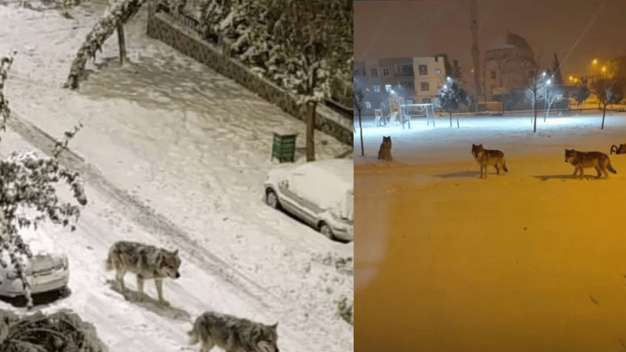 Şanlıurfa'da alarm! Şehre kurtlar mı indi?