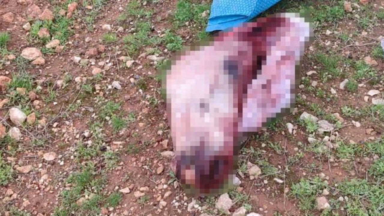 Şanlıurfa’da iğrenç görüntü! Kesilmiş at kafası ve parçaları bulundu