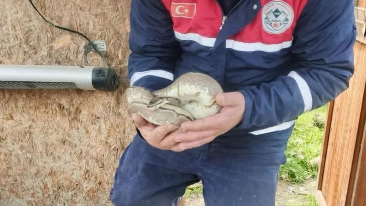 "Satın alma sahiplen" muhabbetini çok yanlış anlayan Ordulu...