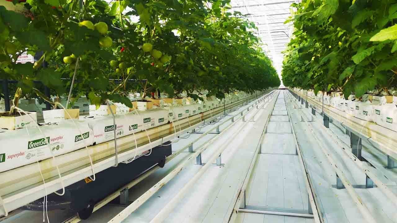 Seralar, yağmur hasadı ile su kaynaklarında tasarruf sağlıyor