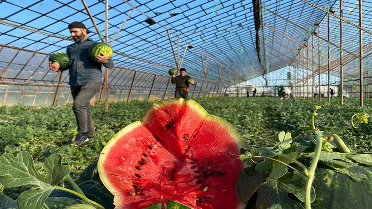 Seralarda hasat başladı Sezonun ilk karpuzu tezgaha merhaba dedi