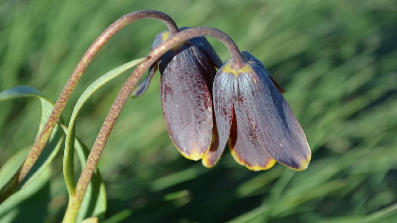 Simav Dağı'nda görsel şölen! Yılda sadece bir kez açıyor