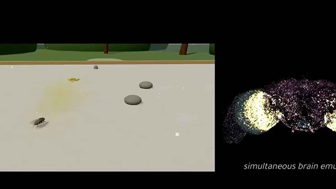 Sinek beyni dijital vücuda nakledildi! "Tekillik" kapıda mı?