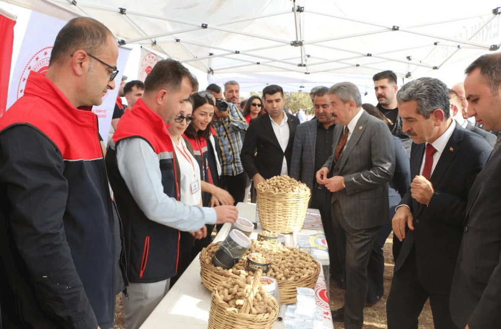 Şırnak'ta yer fıstığı rekoltesi