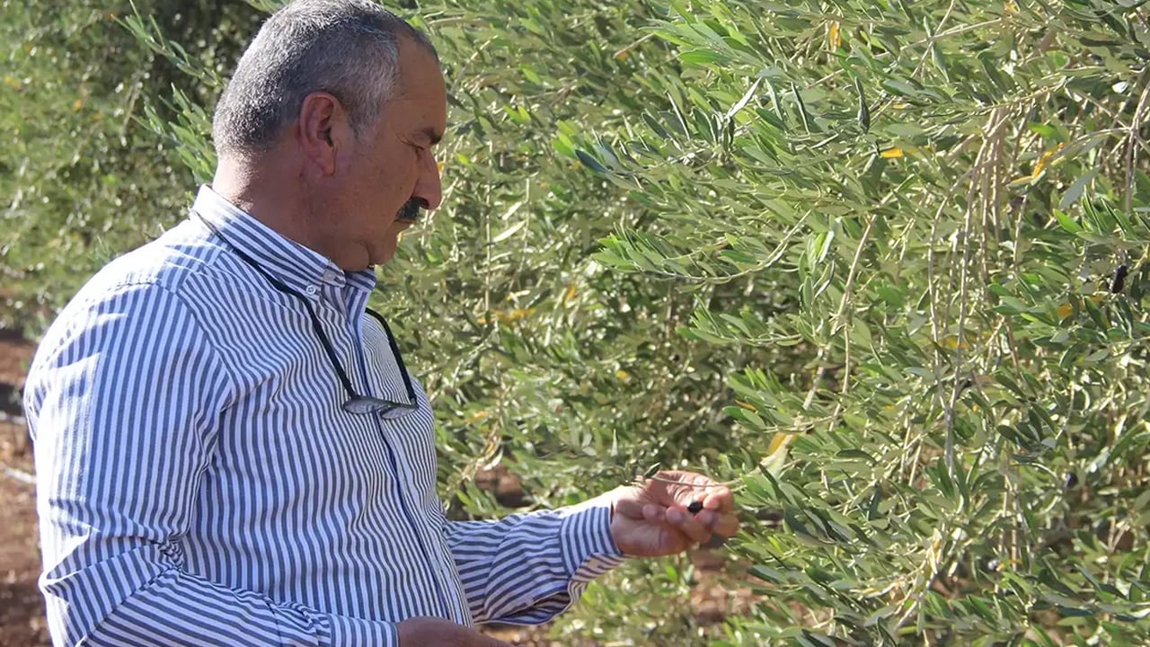 Şırnak’ta zeytine zirai don vurdu!
