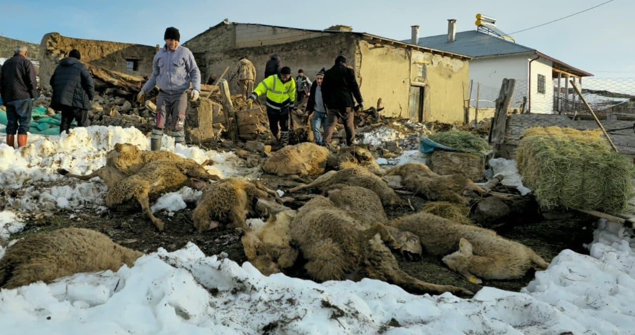 Sivas'ta kar esareti faciaya dönüştü! Çöken ağıl 40 koyuna mezar oldu