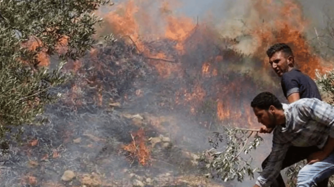 Siyonistler onlarca zeytin ağacını yaktı!