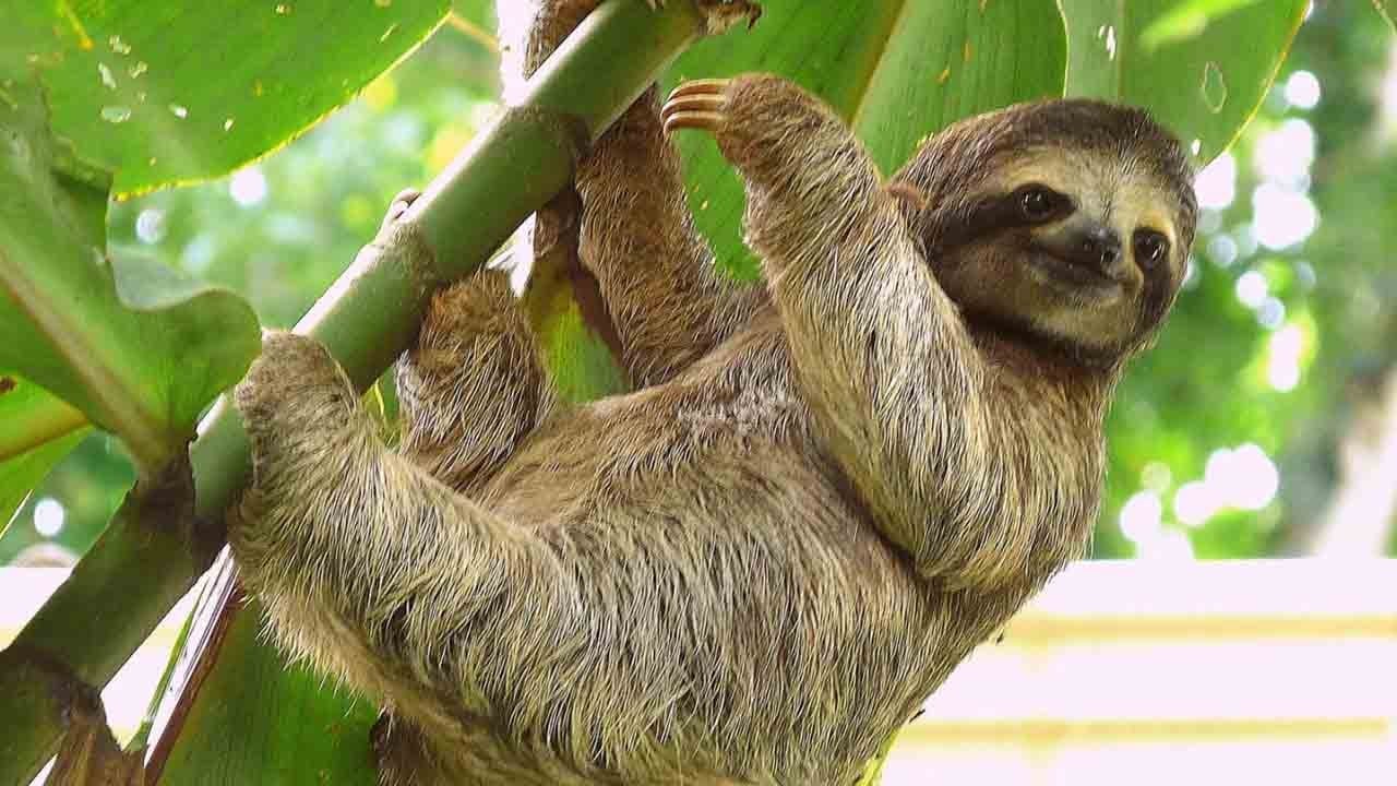 Soğuk hava faciası: 31 tembel hayvan öldü