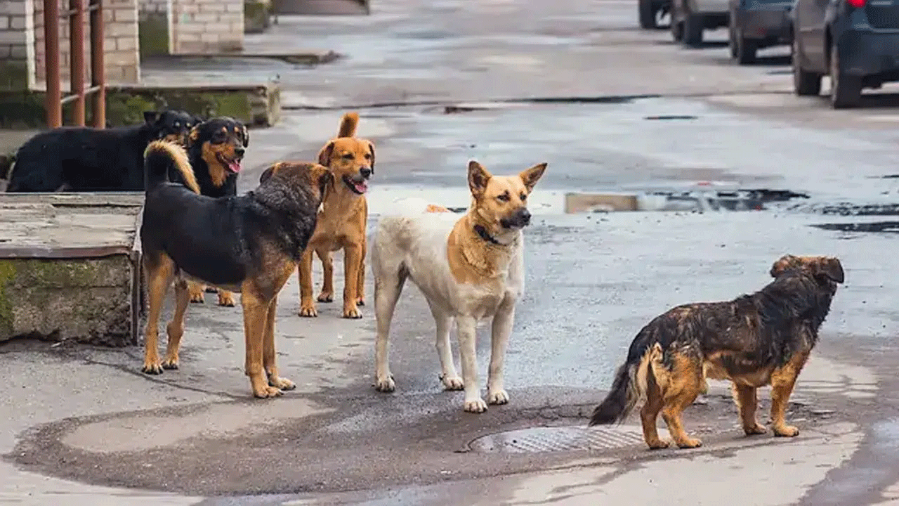 Sokak köpekleri ilçenin kabusu oldu: Otomobile 108 bin TL’lik zarar verdiler