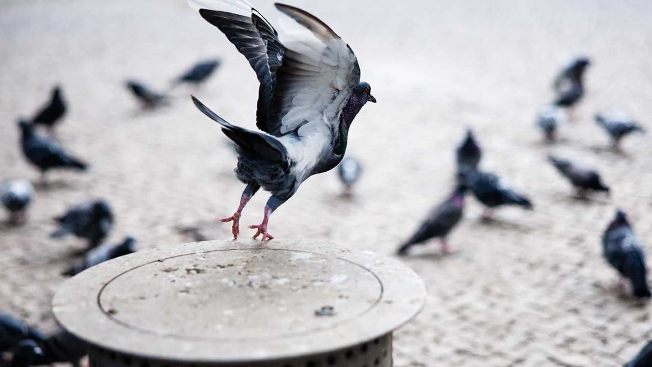 Sonunda bu da oldu! Güvercinlerin beynine çip yerleştirdiler işte sonuç
