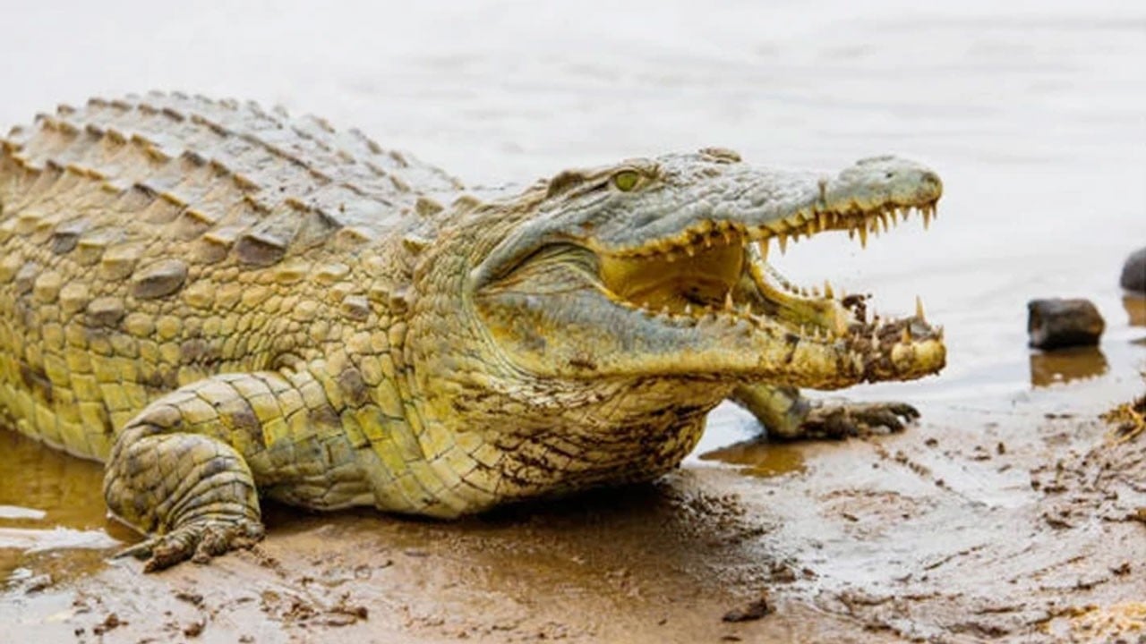 Su seviyesi yükseldi timsahlar ortaya çıktı! 2 ölü 3 ağır yaralı