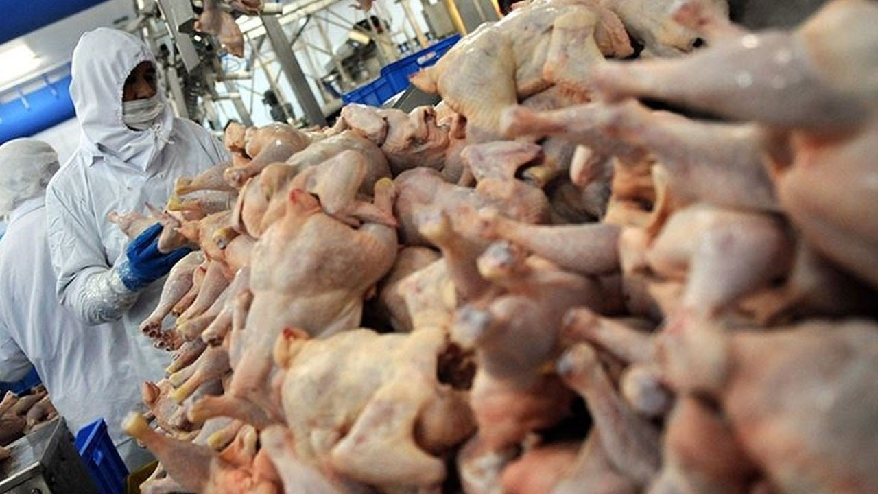 TÜİK açıkladı! Şubat ayında tavuk eti üretimi düştü