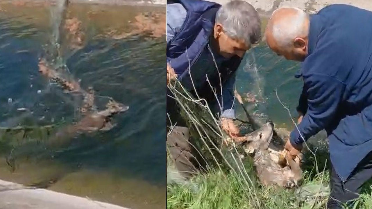 Sulama kanalına düşen karacayı vatandaşlar kurtardı