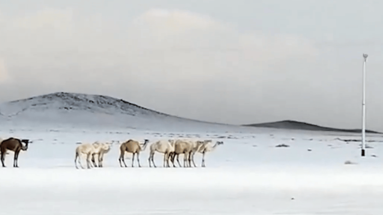 Suudi Arabistan’da kar yağdı: Beyaza bürünen çöl manzarası sosyal medyayı salladı