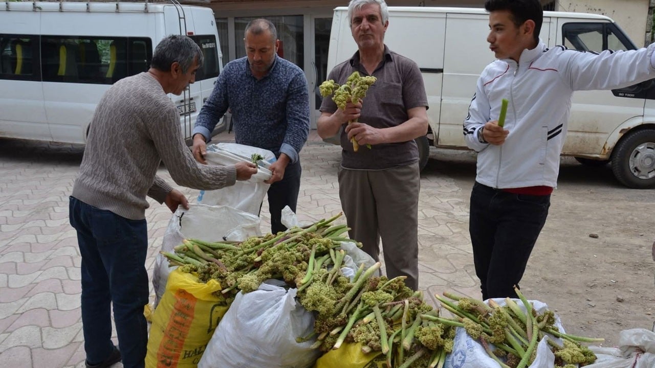 Tam bir şifa deposu! Dağdan bedavaya toplanıyor, tezgahta 200 TL’ye satılıyor