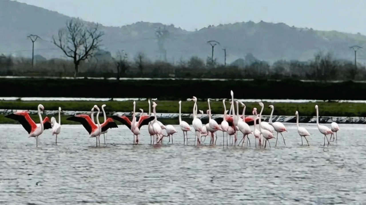 Tarlaları su bastı, flamingolar keyif yaptı