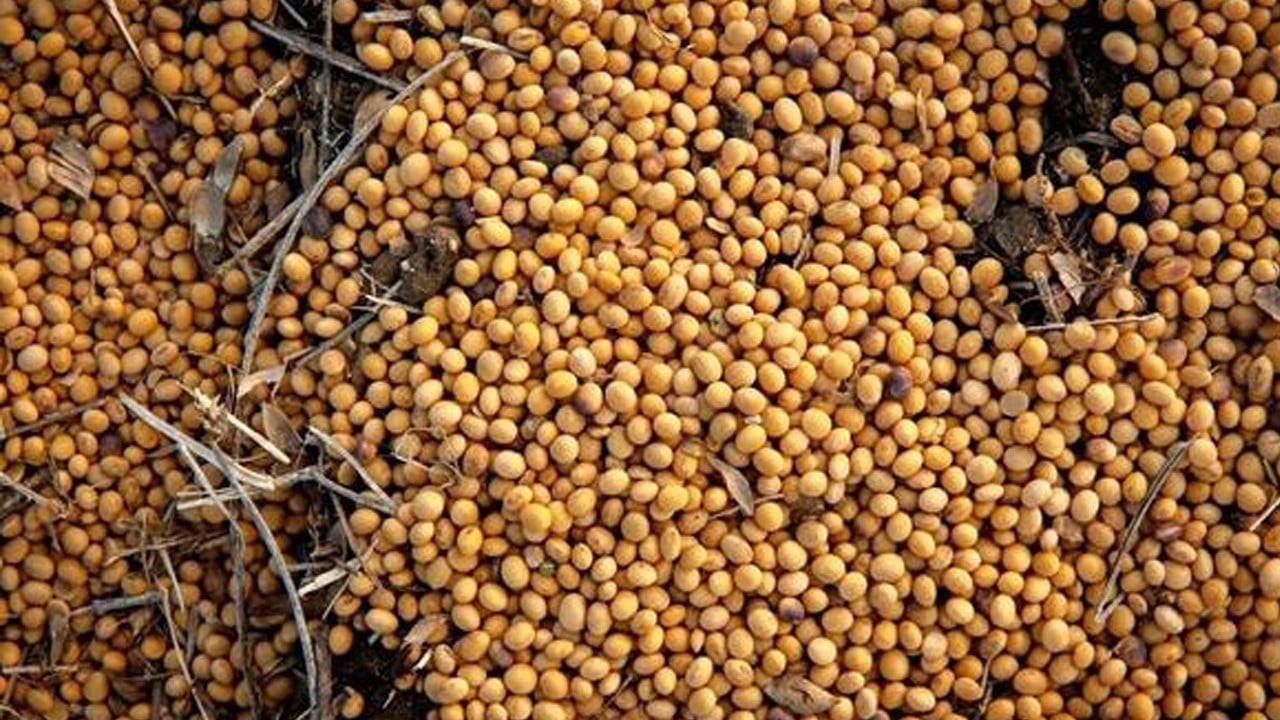 Ticaret rüzgârı terse döndü: Çin’den ABD’ye milyar dolarlık soya hamlesi