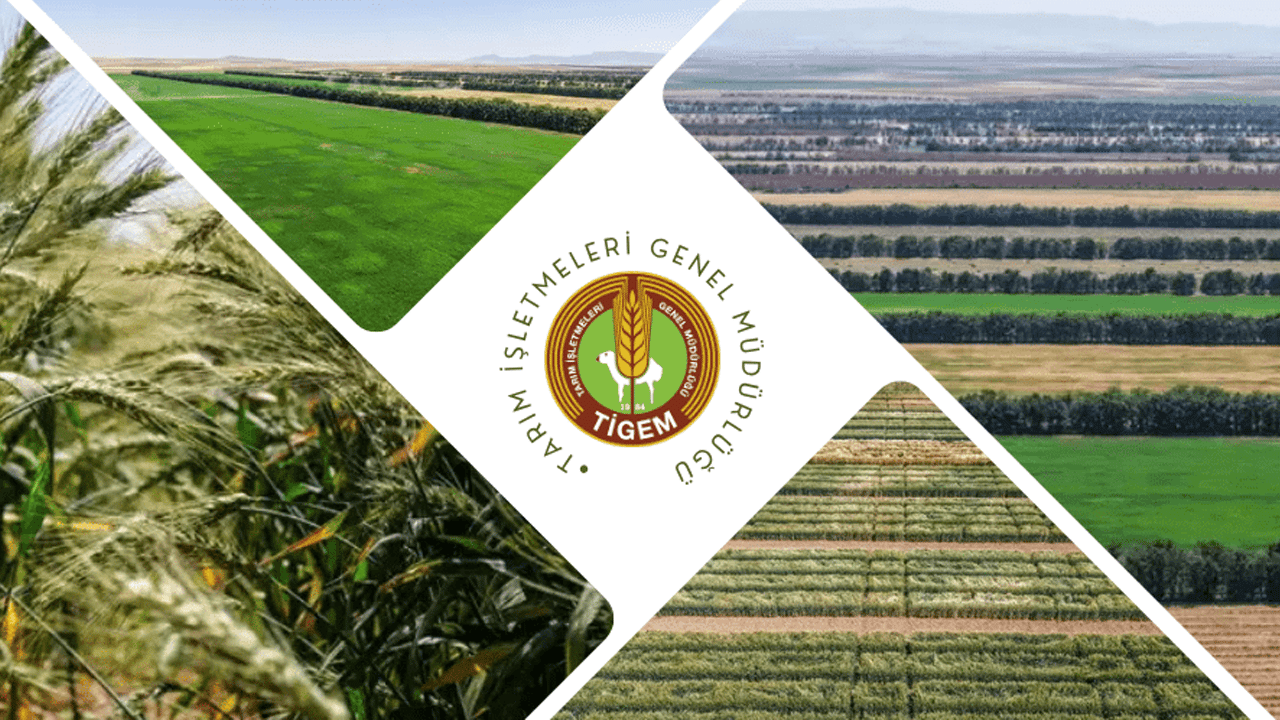 TİGEM 2 bin ton buğday satacak