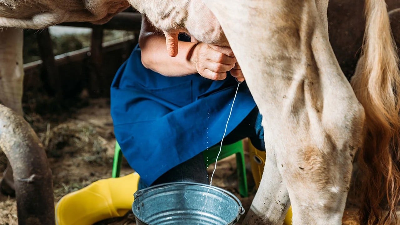 TİGEM 74 bin 665 ton inek sütü satacak