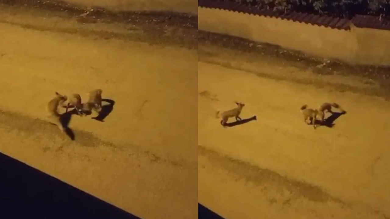 Tilkiler sokakta oyun oynadı