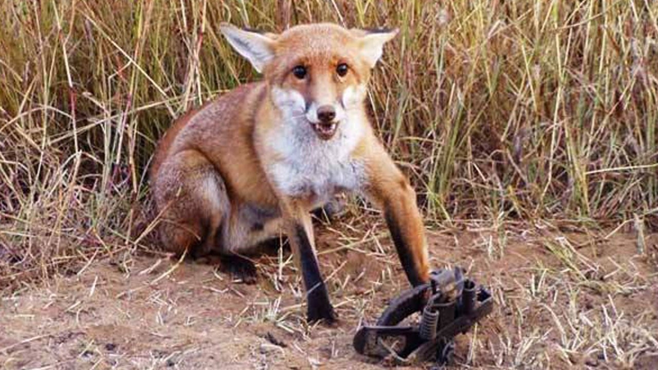 Tilkileri kesip etini vatandaşlara satmış!