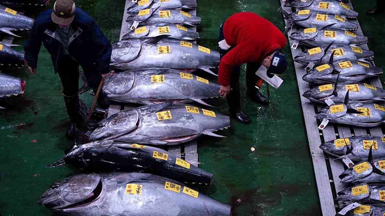 Tokyo’da rekor müzayede: Orkinos 142 milyon TL’ye satıldı