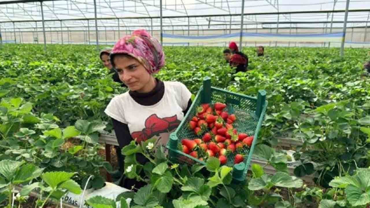 Topraksız tarımla dünya pazarına açıldı: Antalya’dan 100 tonluk çilek hedefi