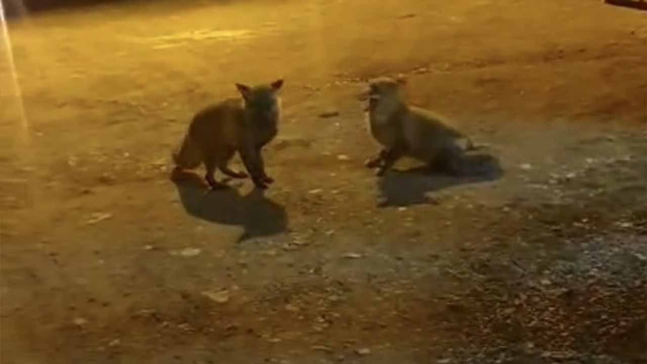 Trabzon yaylasında sıra dışı dostluk! Tilkilerle el ele besleniyor