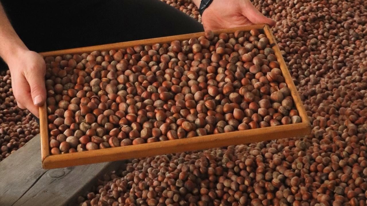 Trabzon’dan 523 milyon dolarlık fındık ihracatı