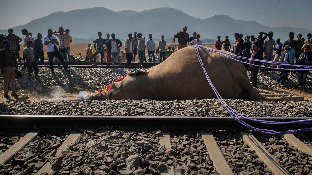 Tren fil sürüsüne çarptı! Yaşananlar herkesi dehşete düşürdü
