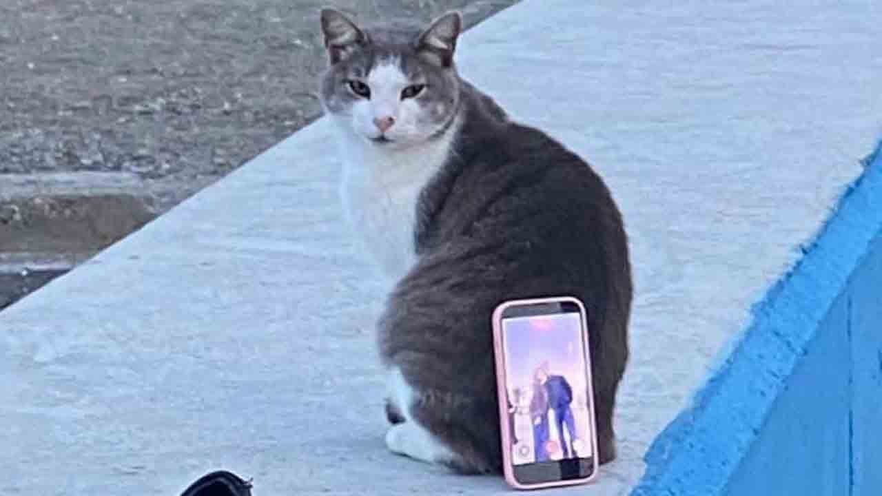 Tripoda gerek kalmadı: Kediye tebessüm ettiren görev